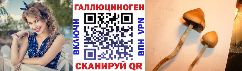 Галлюциногенные грибы Psilocybe  Купить закладки  Цивильск 